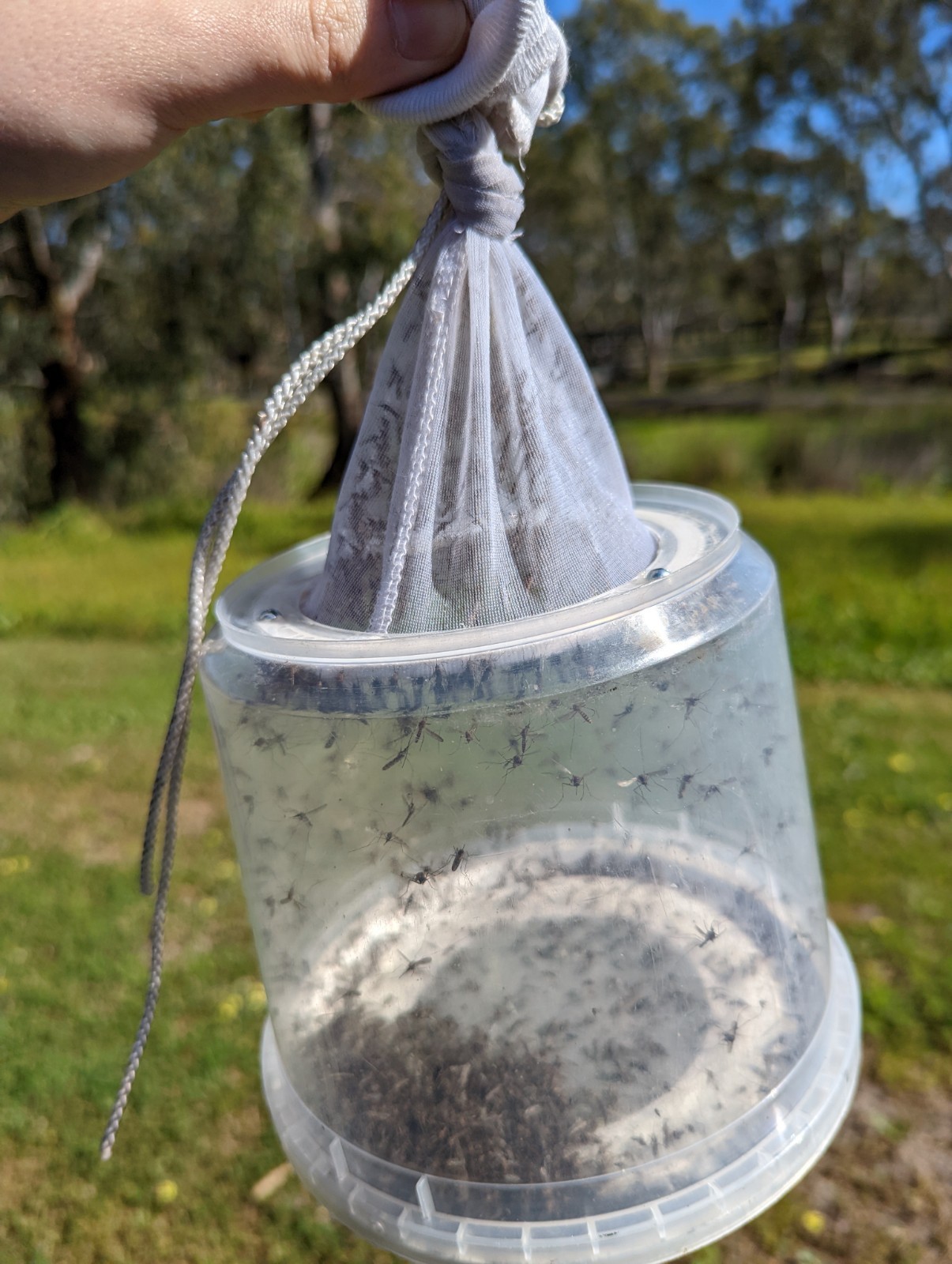 Mosquito trap clearance