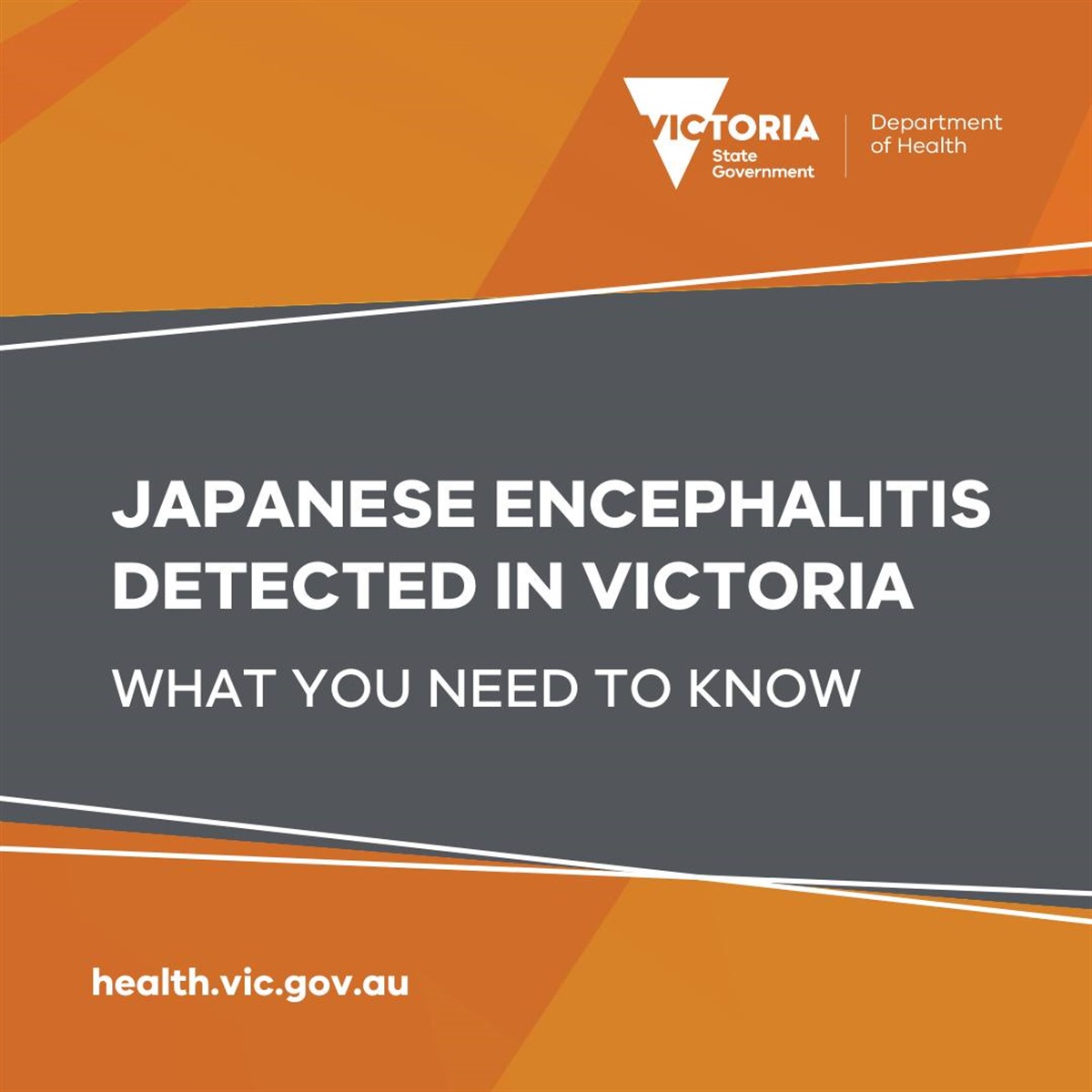 mosquito-borne-encephalitis-virus-detected-horsham-rural-city-council