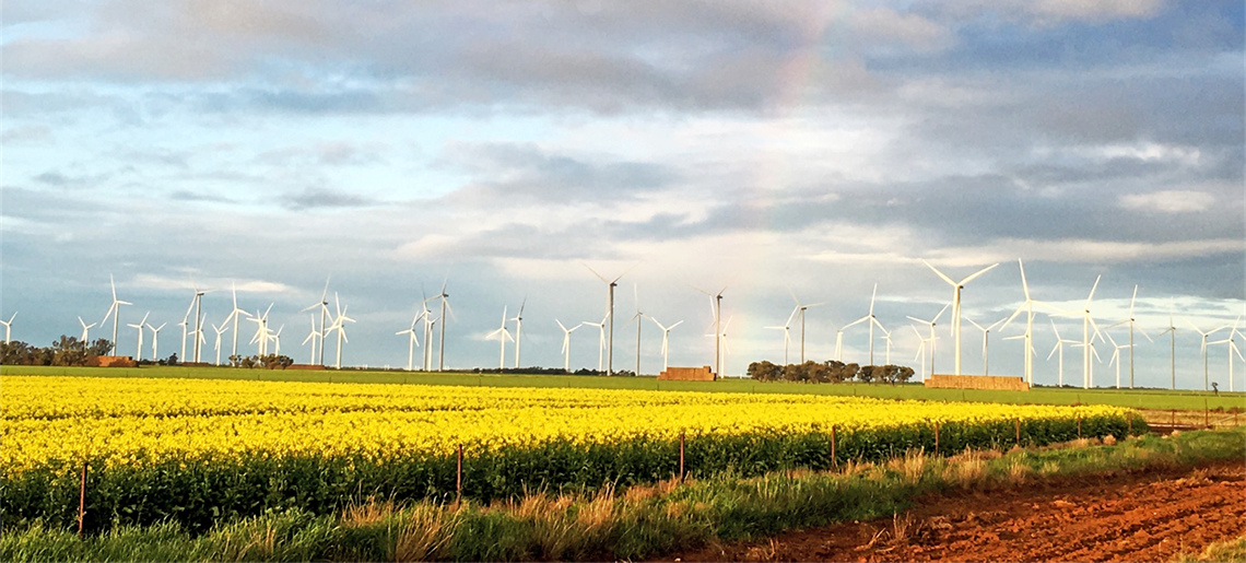 murra-warra-wind-farm-with-canola.png