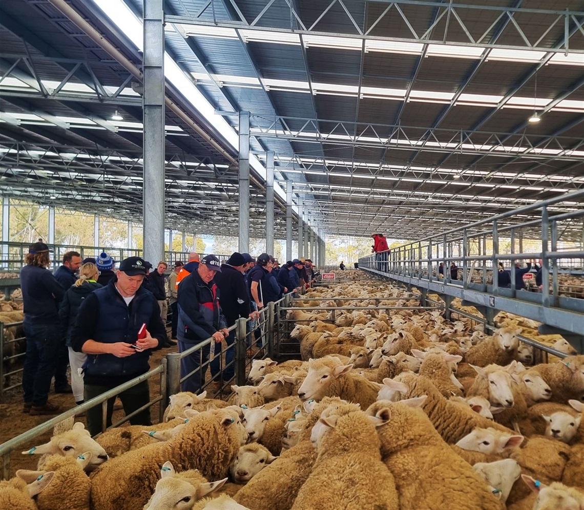 Sheep and lamb sale HRLE July.jpg
