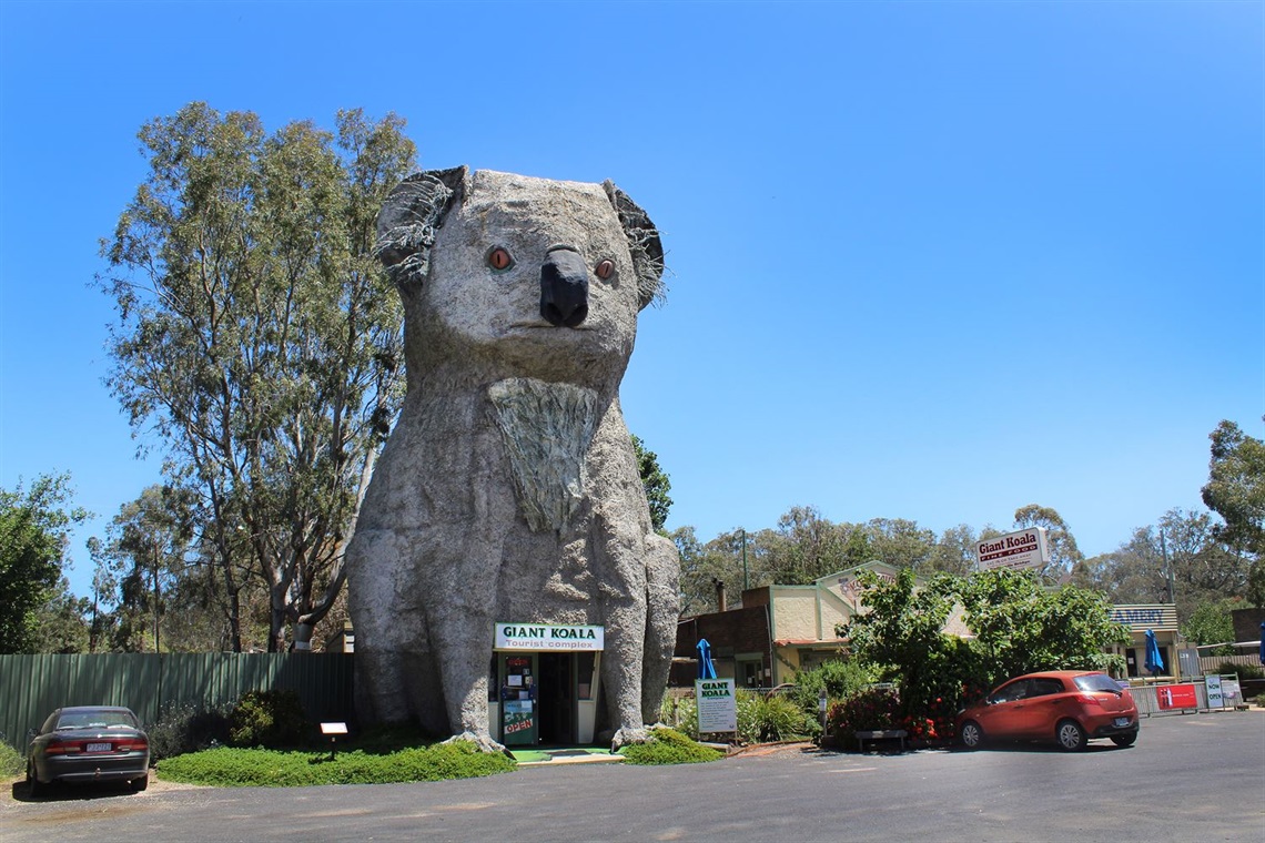 Vote for the giant koala: A chance to shine on national TV - Horsham ...